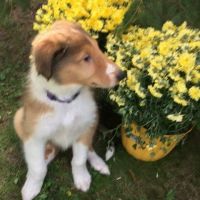 Collie Puppies for sale in Pittston, PA, USA. price: NA