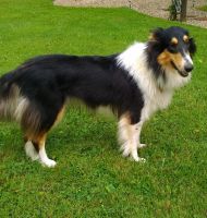 Collie Puppies for sale in Dalton, OH 44618, USA. price: NA