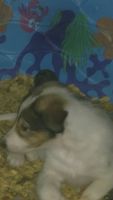 Collie Puppies for sale in Apple Valley, CA, USA. price: NA