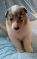 Collie Puppies for sale in Oriental, NC 28571, USA. price: NA