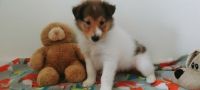 Collie Puppies for sale in Chicago, IL 60620, USA. price: NA