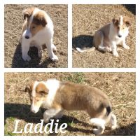Collie Puppies for sale in Newberry, SC 29108, USA. price: NA