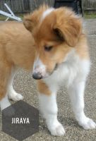 Collie Puppies for sale in Grayslake, IL 60030, USA. price: NA
