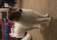 Collie Puppies for sale in Glendale Heights, IL, USA. price: NA