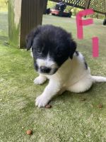 Collie Puppies for sale in Celina, TN 38551, USA. price: NA