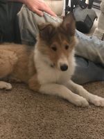 Collie Puppies for sale in Chisago City, MN, USA. price: NA