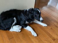 Collie Puppies for sale in Ashburn, VA, USA. price: NA