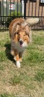 Collie Puppies for sale in Nags Head, NC 27959, USA. price: NA