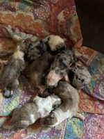 Collie Puppies for sale in Wickliffe, KY 42087, USA. price: NA