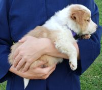Collie Puppies for sale in Newaygo, MI 49337, USA. price: NA