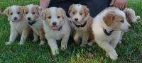 Collie Puppies Photos