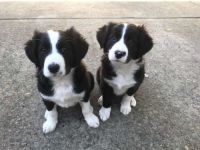 Collie Puppies for sale in Los Angeles, CA, USA. price: NA