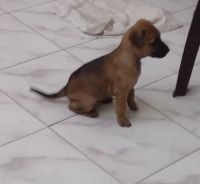 Combai Puppies for sale in Chennai, Tamil Nadu, India. price: NA