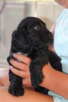 Combai Puppies for sale in Houston, TX, USA. price: NA