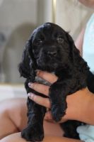 Combai Puppies for sale in Charleston, SC, USA. price: NA