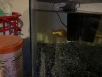 Common goldfish Fishes for sale in New Haven, Indiana. price: $400