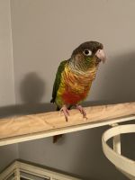 Conure Birds for sale in Knoxville, TN, USA. price: NA