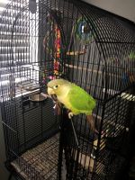 Conure Birds for sale in Sebring, FL, USA. price: NA
