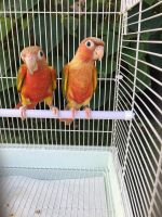 Conure Birds for sale in Miami, FL 33155, USA. price: NA