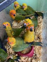 Conure Birds for sale in Key Largo, FL 33037, USA. price: NA
