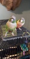 Conure Birds for sale in Ashland City, TN 37015, USA. price: NA