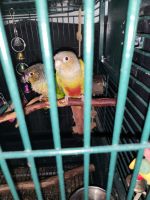 Conure Birds for sale in New Braunfels, TX, USA. price: $250