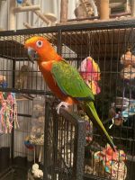 Conure Birds for sale in Fremont, CA 94538, USA. price: $350