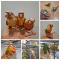 Conure Birds for sale in Philadelphia, Pennsylvania. price: $350