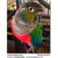 Conure Birds for sale in Wisconsin Dells, WI, USA. price: $800