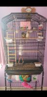 Conure Birds for sale in Nashville, Tennessee. price: $700