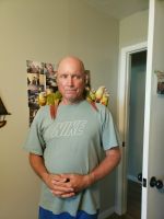 Conure Birds for sale in Bradenton, Florida. price: $250