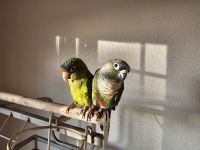 Conure Birds for sale in Cheyenne, Wyoming. price: $500