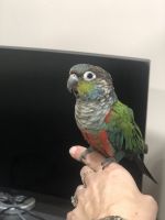 Conure Birds for sale in Baltimore, Maryland. price: $500