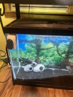 Convict Cichlid Fishes for sale in SouthBend, Indiana. price: $200