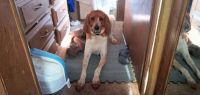 Coonhound Puppies for sale in Aurora, CO, USA. price: NA