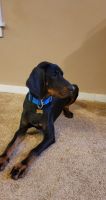 Coonhound Puppies for sale in Rapid City, SD, USA. price: NA