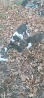 Coonhound Puppies for sale in Grovertown, IN 46531, USA. price: NA