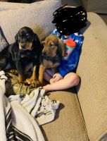 Coonhound Puppies for sale in Wallace, ID 83873, USA. price: NA