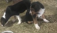 Coonhound Puppies for sale in Reedsville, WI 54230, USA. price: NA