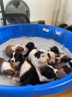 Coonhound Puppies Photos