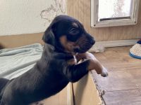 Coonhound Puppies for sale in Phoenix, AZ, USA. price: NA