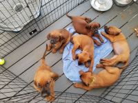 Coonhound Puppies Photos