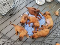 Coonhound Puppies for sale in Newport News, VA, USA. price: NA