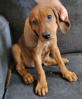 Coonhound Puppies for sale in Clarksville, TN, USA. price: NA