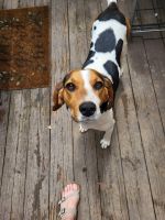 Coonhound Puppies for sale in Thompson's Station, TN, USA. price: NA