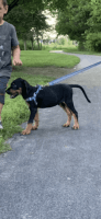 Coonhound Puppies for sale in Franklin, IN 46131, USA. price: NA