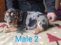 Coonhound Puppies for sale in Chili, WI 54420, USA. price: NA