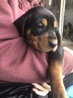 Coonhound Puppies for sale in Flemingsburg, KY 41041, USA. price: NA
