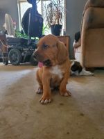 Coonhound Puppies for sale in Afton, MI 49705, USA. price: $200