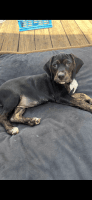 Coonhound Puppies for sale in Cherokee, NC, USA. price: $100